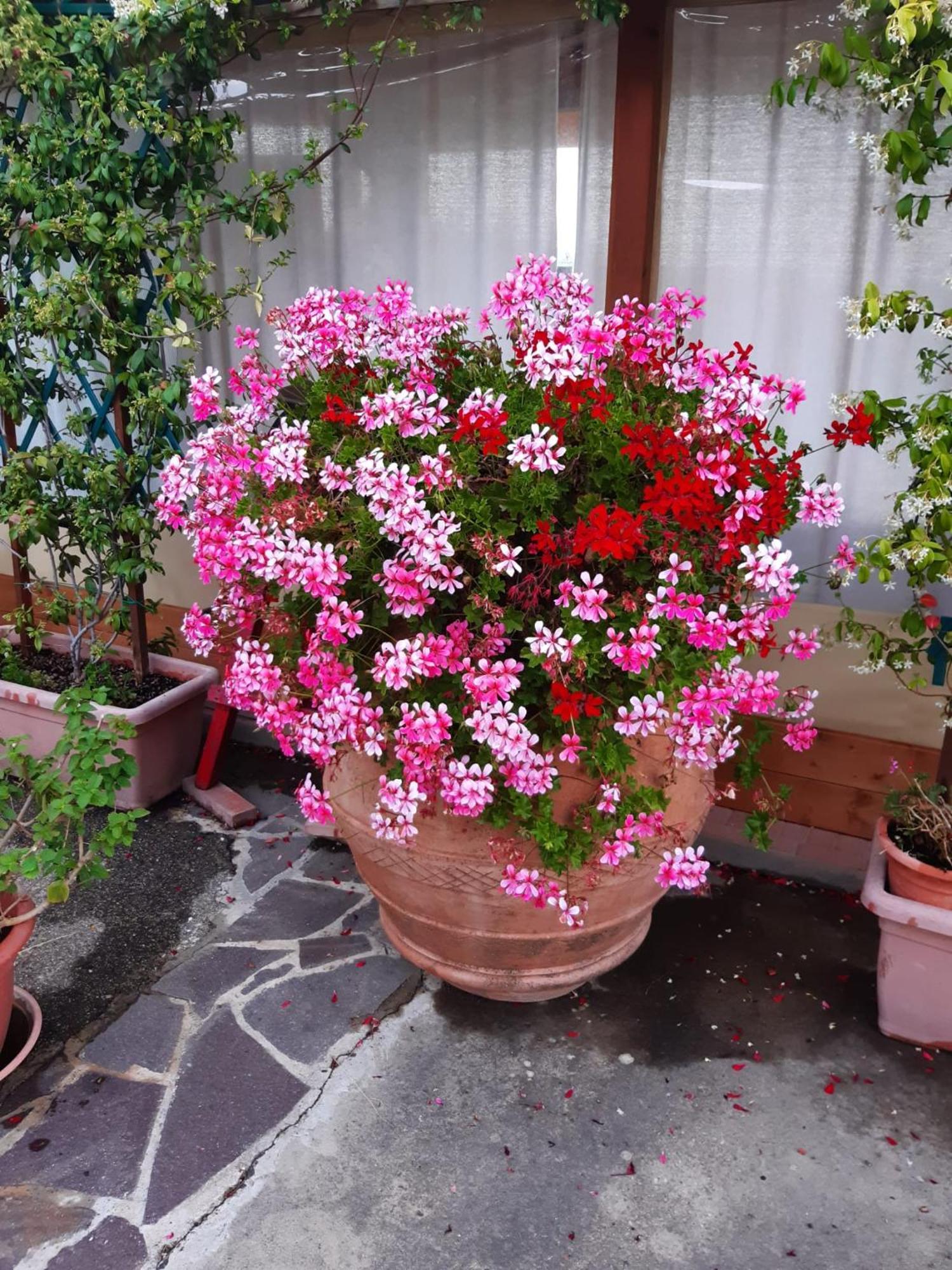 B&B I Coppi San Gimignano Buitenkant foto